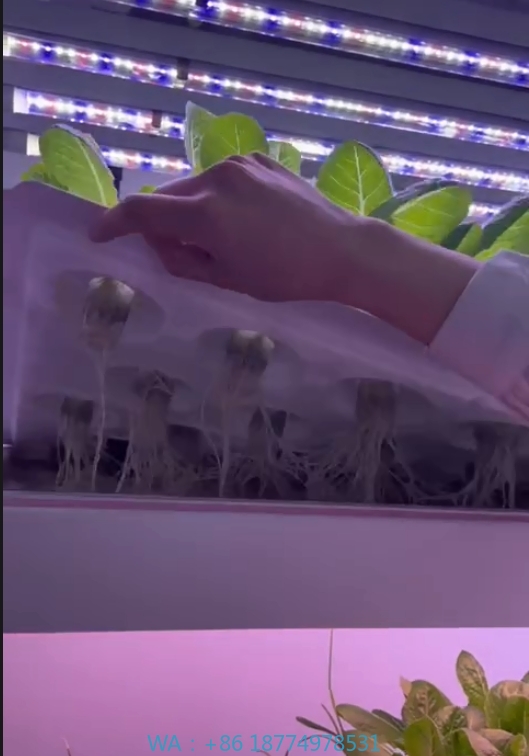 Agriculture Farming Vegetables - Sera Tarım Ekipmanları Mantar Sebze Meyve