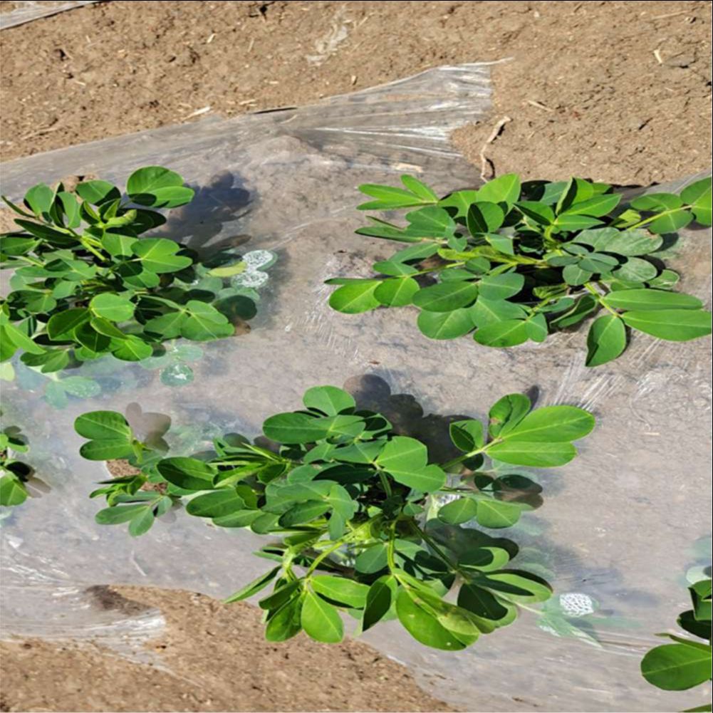 Tarım Çiftliği Sera Plastik Fi - Agriculture Farming Vegetables incelemesi ve fiyatı