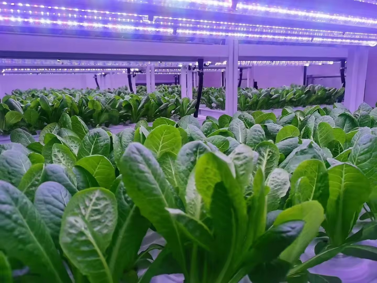 Sera Tarım Ekipmanları Mantar  - Agriculture Farming Vegetables incelemesi ve fiyatı