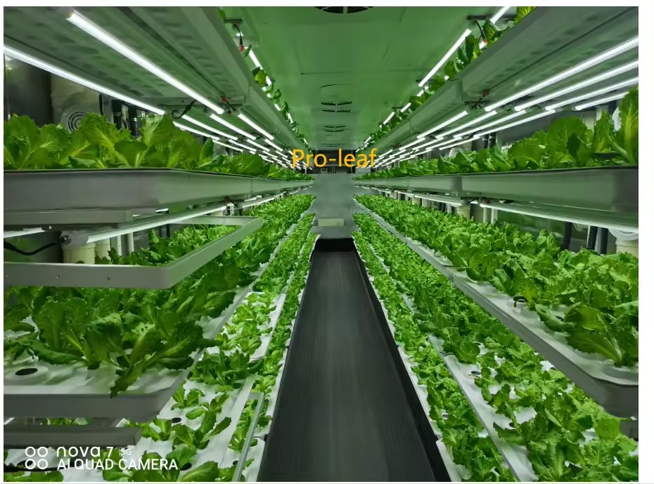 Sera Tarım Ekipmanları Mantar  - Agriculture Farming Vegetables incelemesi ve fiyatı